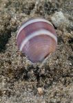 Acteon tornatilis - sea slug