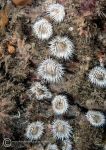 Sea loch anemones