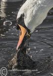 Mute swan- feeding