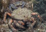 Spiny spider crab & velvet swimming crab