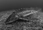 Sturgeon & perch b&w