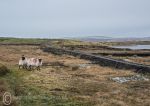 Guardians of the bog