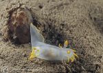 Polycera faeroensis 