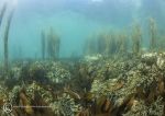 Anchor Bay seaweeds 9