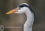 Heron Portrait