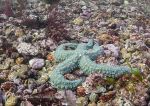 Spiny starfish