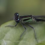 Blue-tailed damselfly