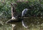 Grey heron - Omey