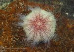 Urchin on rust