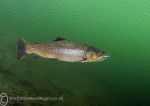 Brown trout - watercolour