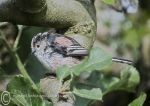 Long-tailed Tit