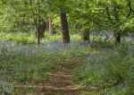 Bluebells in Marbury 1