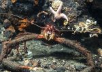 Long-clawed squat lobster