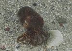 Sepiola atlantica