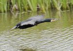 Cormorant