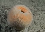 Peach sponge