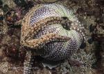 Spiny starfish on urchin
