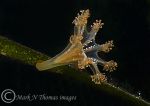 stalked jellyfish