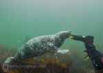 Grey seal pup - playful