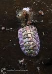 Chiton