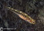 two-spot goby