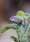 Blue tit