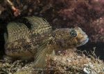 Black goby