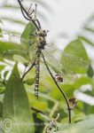 Southern Hawker