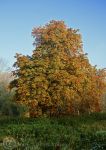 Horse chestnut