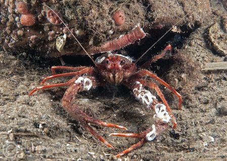 Long-clawed squat lobster