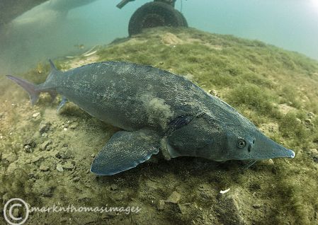 Sturgeon - feeding