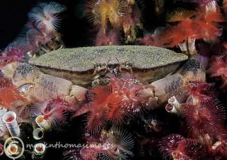 CrabFanworms2.jpg