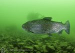 Green water trout