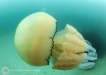 Barrel jellyfish