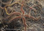 common brittlestar