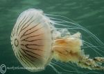 Compass jellyfish