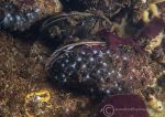 Mussels & juvenile anemones