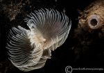 Double spiral worm - white