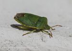 Green shield bug