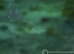 Sea Gooseberry