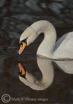 Mute Swan