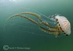 compass jellyfish & juvenile whiting