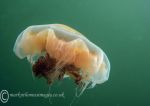 Lion's Mane Jellyfish