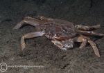 Harbour swimming crab
