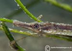 Greater Pipefish