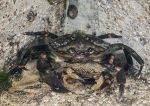 Shore crab pair