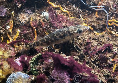 Three-spined stickleback