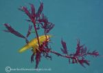 Amphipod & weed 3
