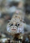 Goby