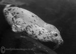 Grey seal pup - Farnes